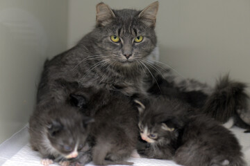 Fototapeta premium a gray tabby cat surrounded by her small kittens. The mother cat looks away attentively, and the kittens, who are still very young, cuddle up to each other. 