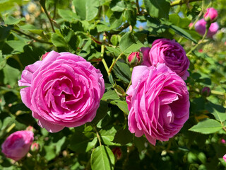 Pink roses flowers in garden