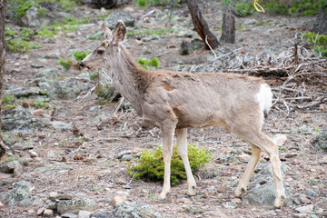 Deer in the forest early spring
