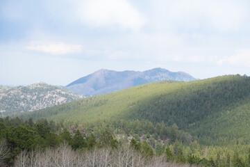 Colorado pine forest