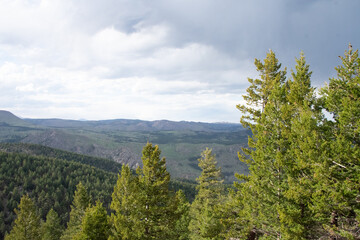 Colorado pine forest