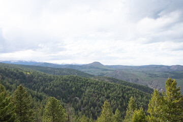 Colorado pine forest