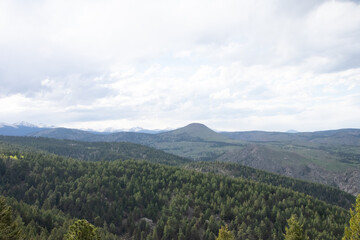 Colorado pine forest