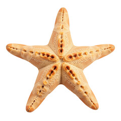 Closeup of a pale orange starfish isolated on a cut out background.