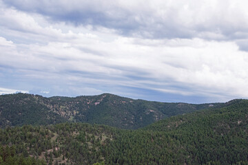 Naklejka premium Colorado pine forest
