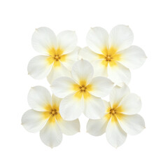 Naklejka premium Close-up image of five delicate white flowers with yellow centers, arranged together against a cut out background.