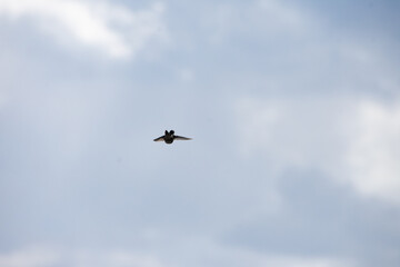 Fototapeta premium Hummingbird dancing in the sky early spring