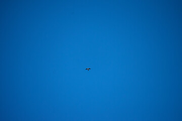 Hummingbird dancing in the sky early spring
