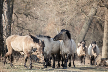 Fototapeta premium a herd of wild horses