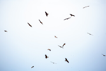 Eagle in flight on a white background. Golden eagle in free flight.