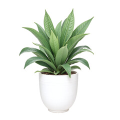 A green potted plant in a white pot against a cutout background.