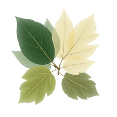 Image of five leaves in varying shades of green and yellow, artistically arranged against a cut out background.