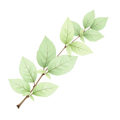 Fototapeta premium Watercolor illustration of a branch with green leaves, isolated on a cutout background.
