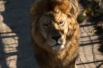 Lion Zoo Enclosure Animal - A majestic lion in a zoo enclosure, showcasing its powerful presence and captivating gaze.