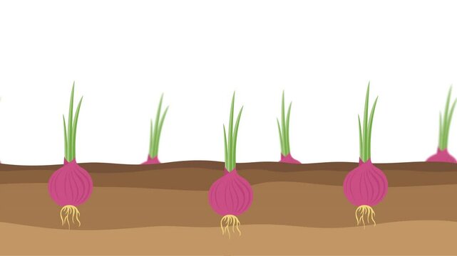 Onion Growth Loop Animation with Alpha Channel for Farming Videos