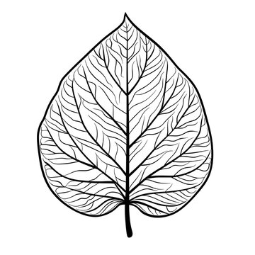 Simplistic Leaf Illustration with Clearly Defined Veins for Children