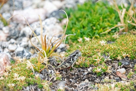 grasshopper in the high mountain tundra