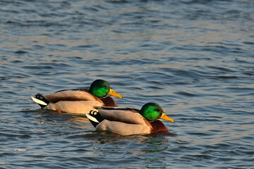 Ptactwo. Przeloty, przegrupowania czasie przedwiośnia na rzece Wiśle okolice Bydgoszczy. © grzegorz