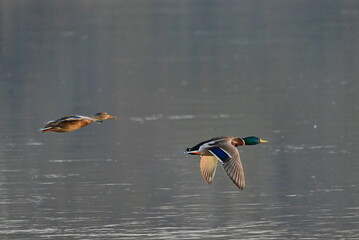 Ptactwo. Przeloty, przegrupowania czasie przedwiośnia na rzece Wiśle okolice Bydgoszczy. © grzegorz