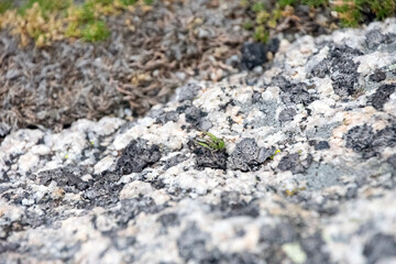Close up of a rocky surface