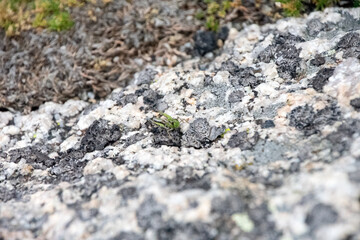 Close up of a rocky surface