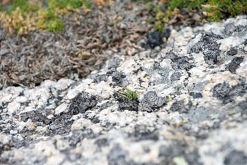 Close up of a rocky surface