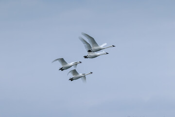 swans on the sky