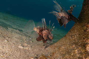 Lionfish (Pterois miles) in the Red Sea colorful fish, Eilat Israel

