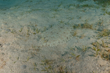 Fish swimming in the Red Sea, colorful fish, Eilat Israel
