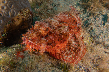 Fish swimming in the Red Sea, colorful fish, Eilat Israel
