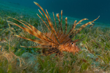 Lion-fish (Pterois miles) in the Red Sea colorful fish, Eilat Israel
