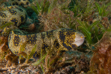 Moray eel Mooray lycodontis undulatus in the Red Sea, Eilat Israel
