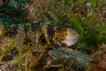 Moray eel Mooray lycodontis undulatus in the Red Sea, Eilat Israel
