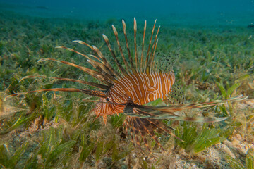 Lion-fish (Pterois miles) in the Red Sea colorful fish, Eilat Israel
