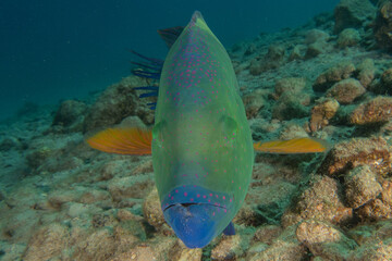 Fish swimming in the Red Sea, colorful fish, Eilat Israel
