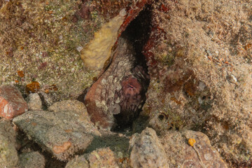 Coral reef and water plants in the Red Sea, Eilat Israel
