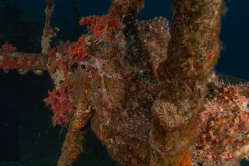 Fish swimming in the Red Sea, colorful fish, Eilat Israel
