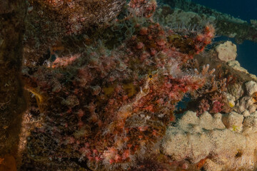 Fish swimming in the Red Sea, colorful fish, Eilat Israel
