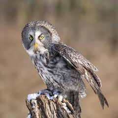 great grey owl