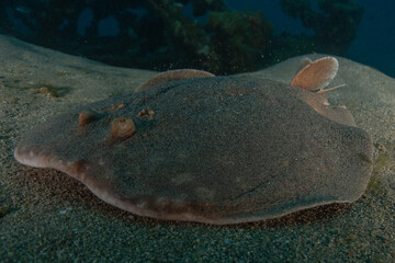 Torpedo sinuspersici On the seabed  in the Red Sea, Israel
