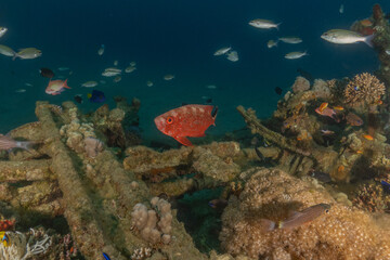 Fototapeta premium Fish swimming in the Red Sea, colorful fish, Eilat Israel 