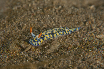 Sea Slug in the Red Sea Colorful and beautiful, Eilat Israel
