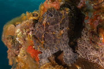 Fish swimming in the Red Sea, colorful fish, Eilat Israel
