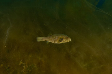 Fish swimming in the Red Sea, colorful fish, Eilat Israel
