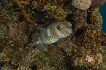 Fish swimming in the Red Sea, colorful fish, Eilat Israel

