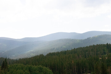 Fototapeta premium mountain forest obscured in fog