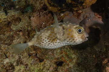 Fish swimming in the Red Sea, colorful fish, Eilat Israel
