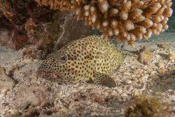 Fish swimming in the Red Sea, colorful fish, Eilat Israel
