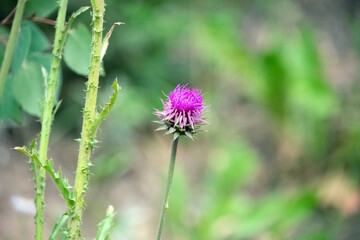 wildflowers growing in rural Colorado