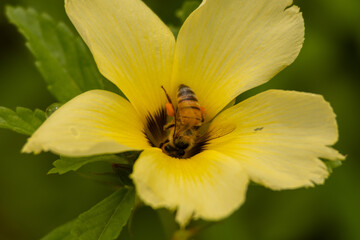 bee on a flower